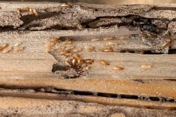 Best Best Pest Control Companies  in Reiffton, PA